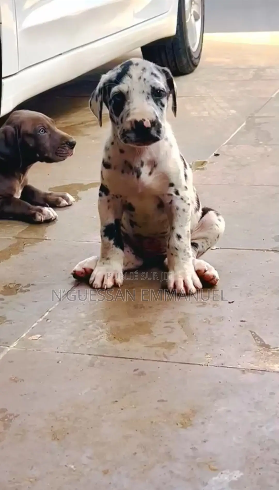 1-3 mois Homme Pure race Great Dane