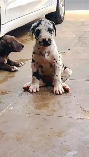 1-3 mois Homme Pure race Great Dane