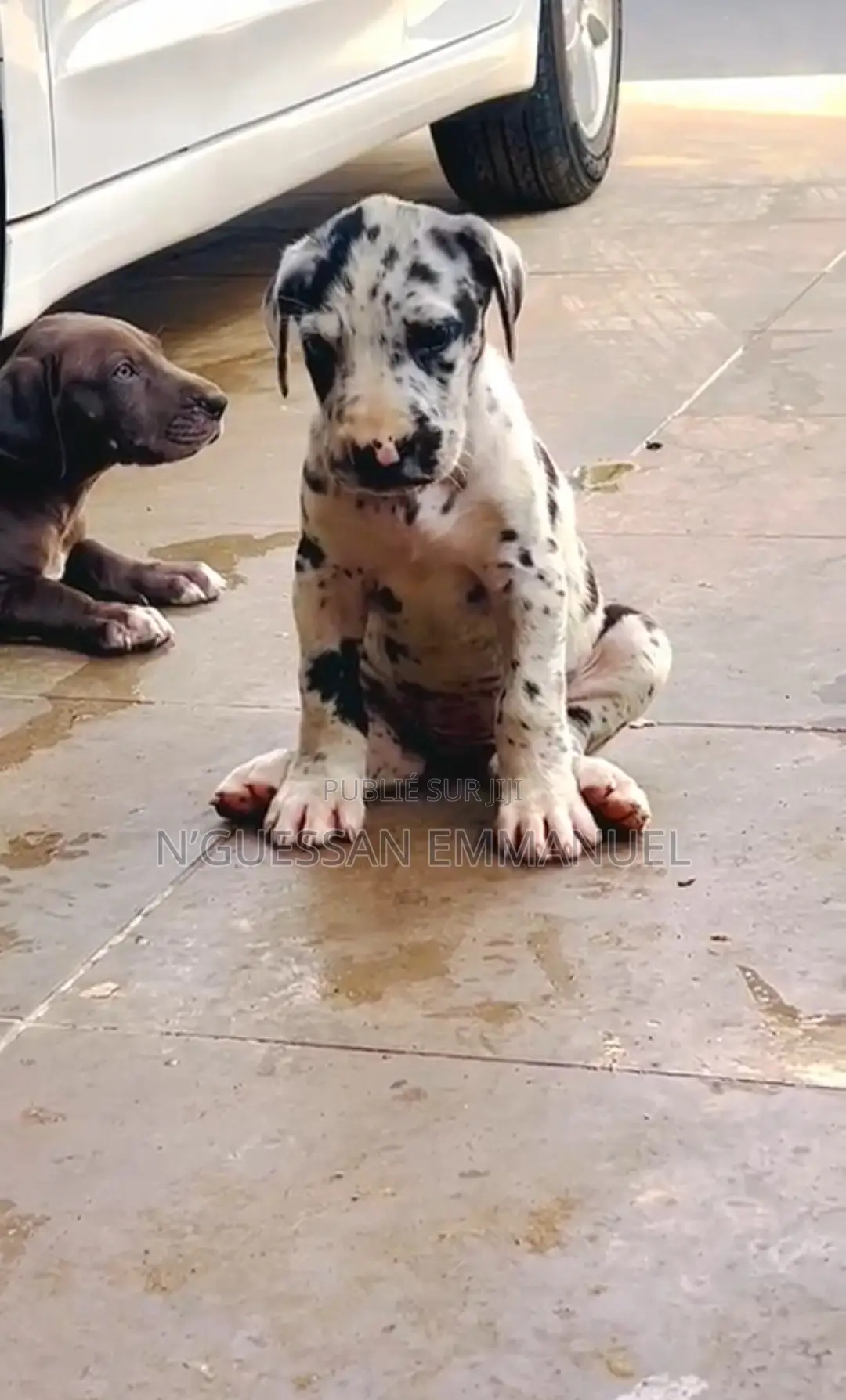 1-3 mois Homme Pure race Great Dane