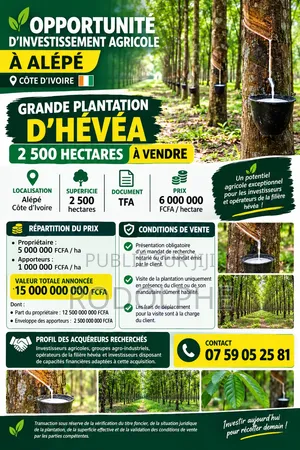 Champs d'Hevea