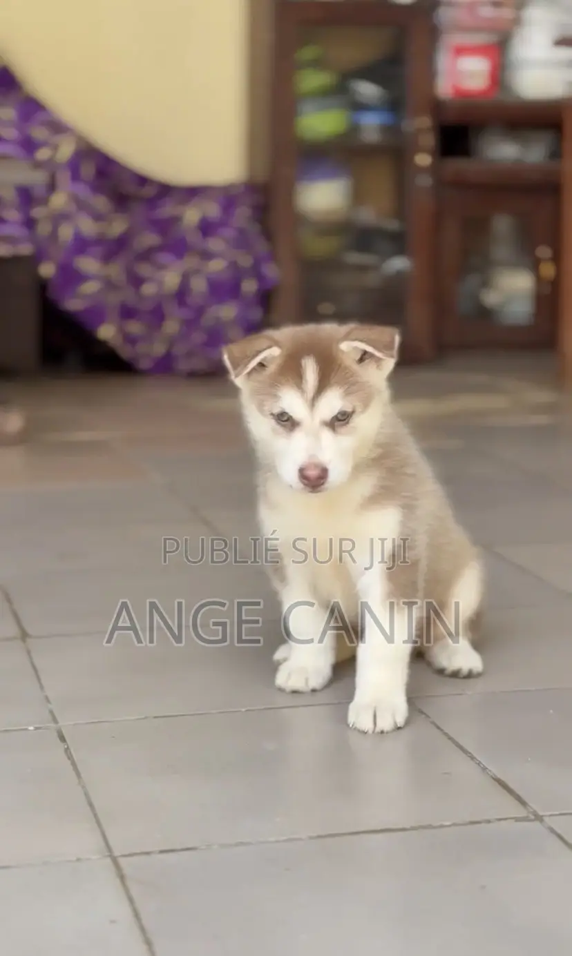 1-3 mois Femme Pure race Siberian Husky