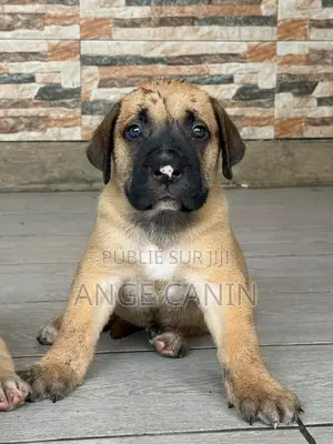 1-3 mois Femme Pure race Boerboel
