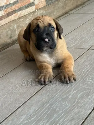 1-3 mois Femme Pure race Boerboel