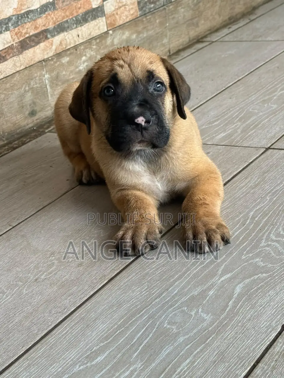 1-3 mois Femme Pure race Boerboel