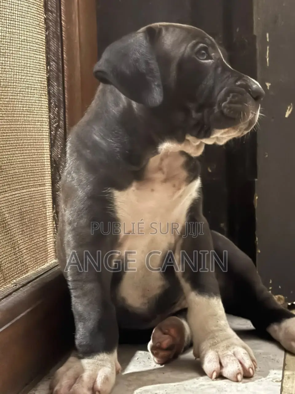 1-3 mois Femme Pure race Boerboel