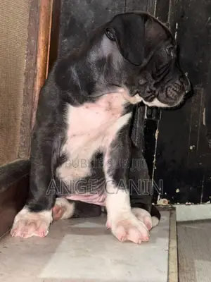 1-3 mois Femme Pure race Boerboel