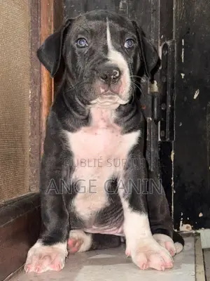 1-3 mois Femme Pure race Boerboel