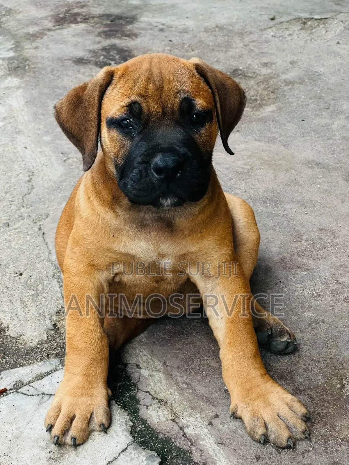1-3 mois Homme Pure race Boerboel