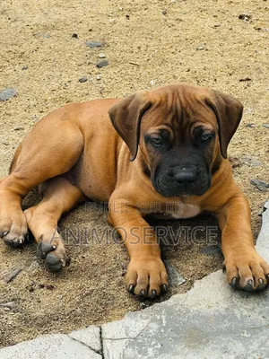 1-3 mois Homme Pure race Boerboel