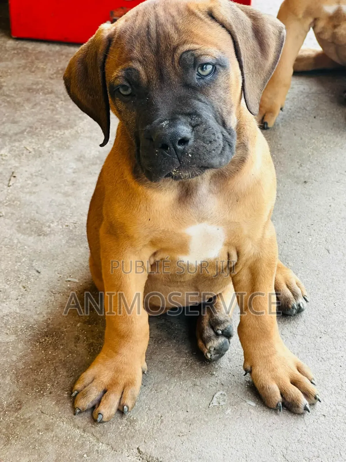 1-3 mois Homme Pure race Boerboel