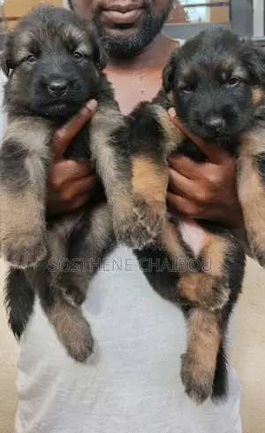 1-3 mois Homme Pure race Belgian Sheepdog