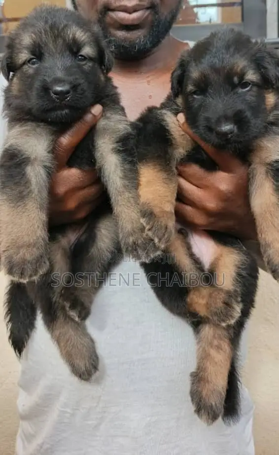 1-3 mois Homme Pure race Belgian Sheepdog
