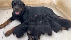 1-3 mois Homme Pure race Rottweiler
