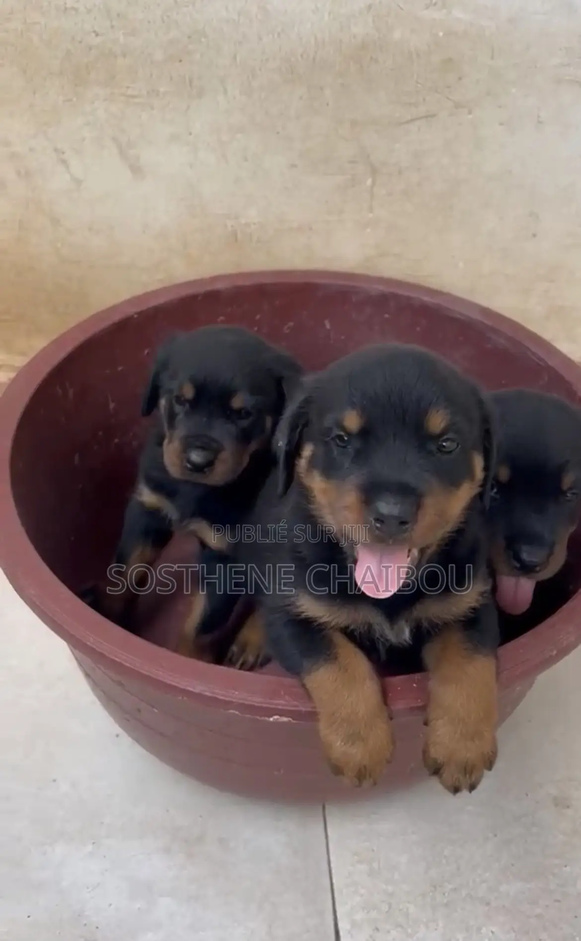 1-3 mois Homme Pure race Rottweiler