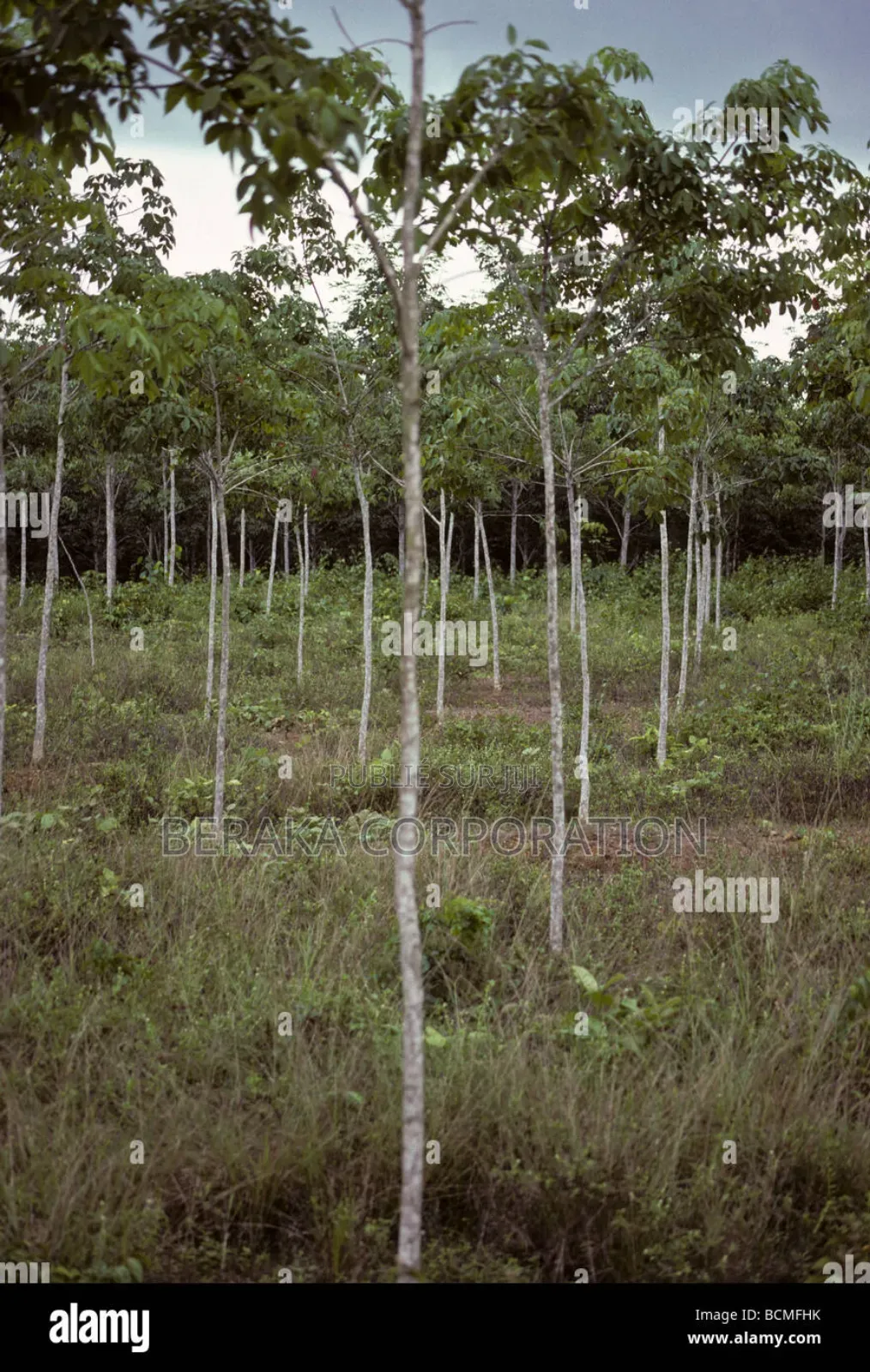 3017 Hectares Avec TF DE Jeune Olantes Hevea