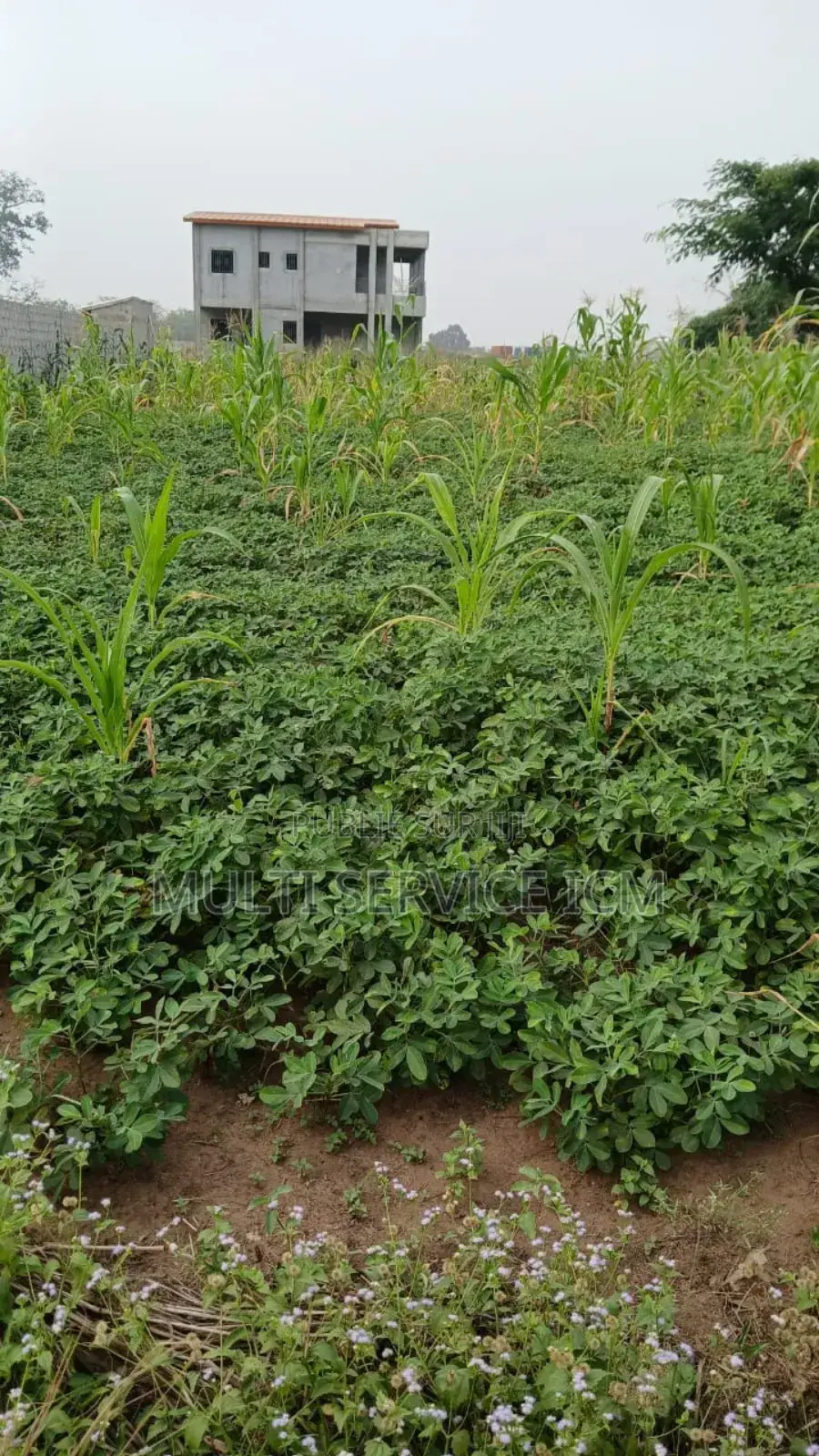 Terrain a Vendre Songon