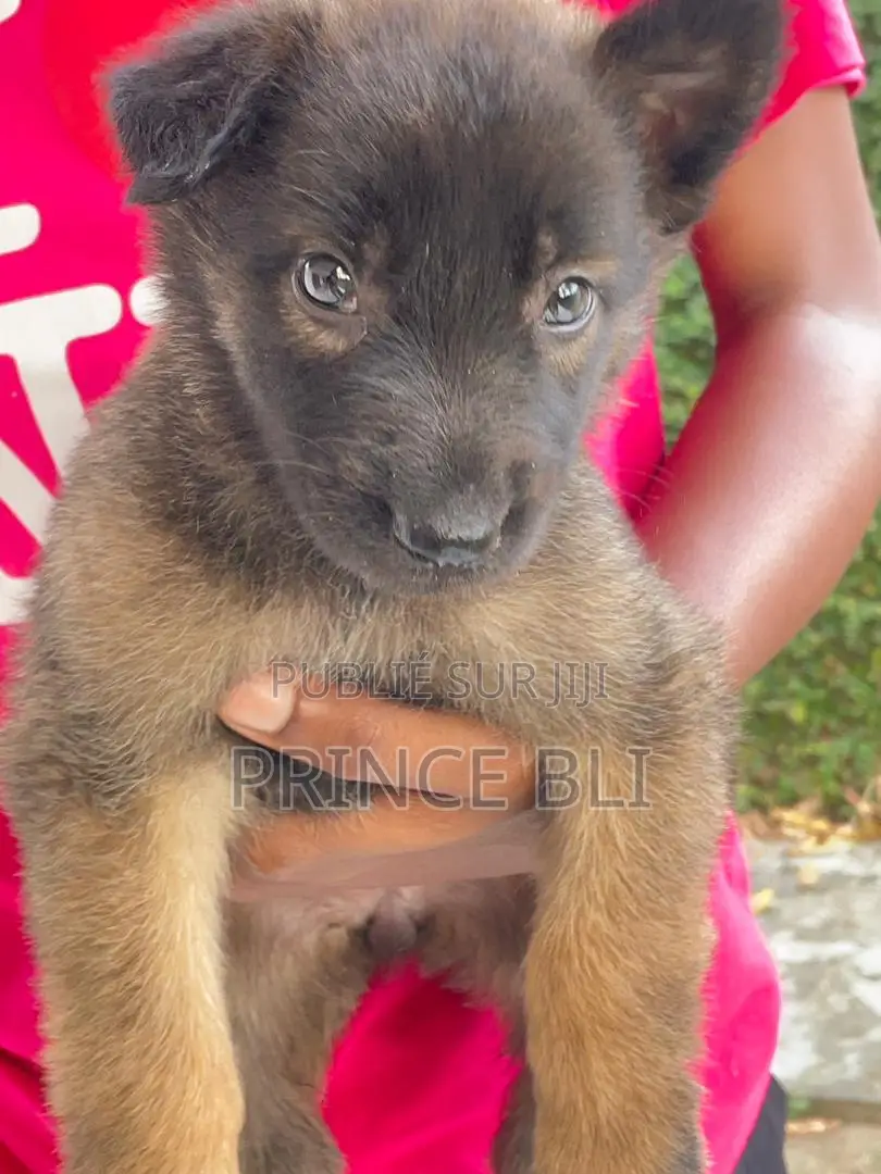 0-1 mois Femme Pure race Belgian Malinois