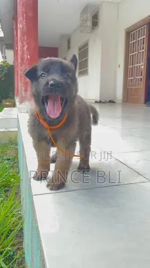 0-1 mois Femme Pure race Belgian Malinois