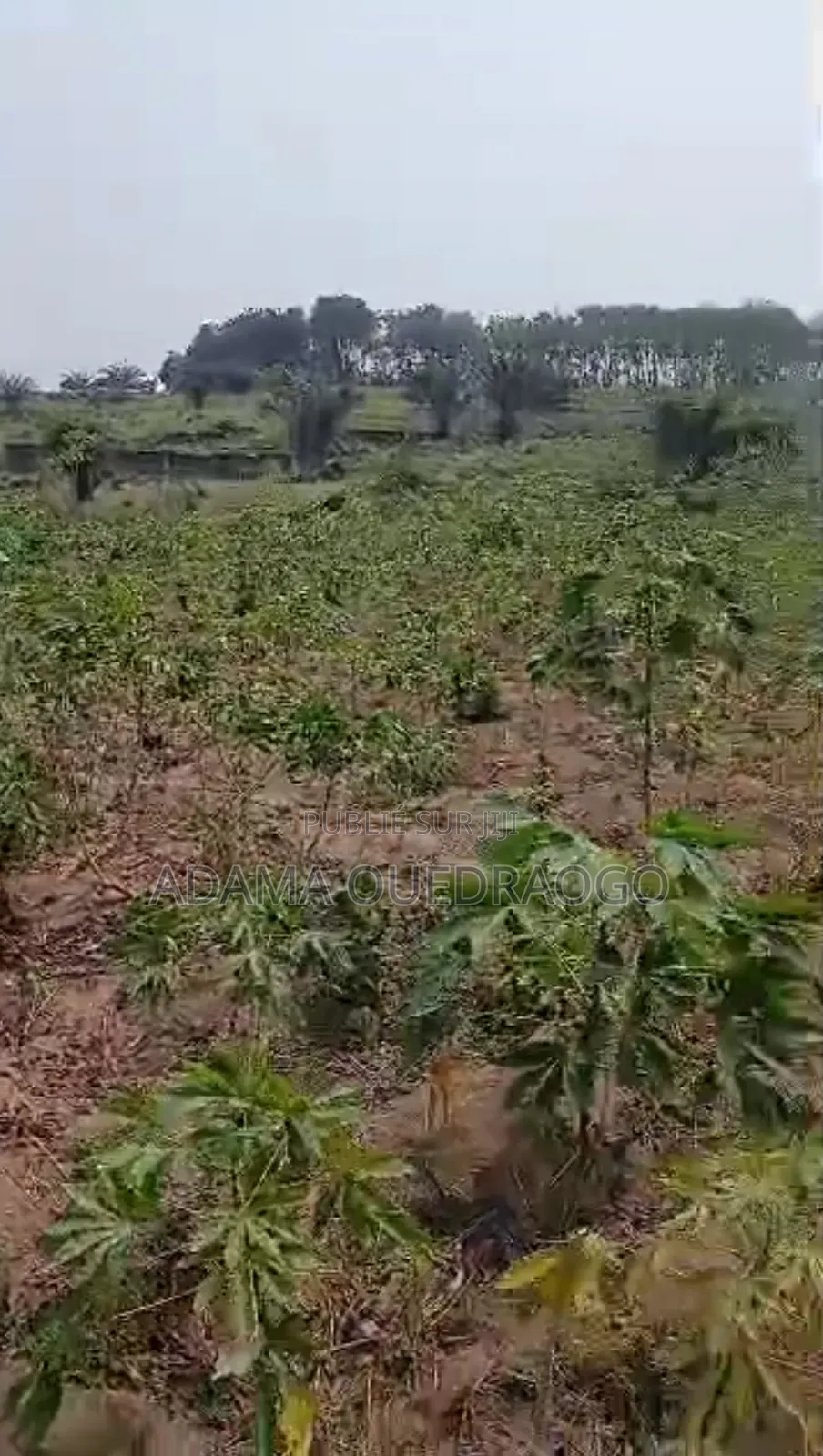 En Vente Un Terrain De 464m2 À Bingerville ANA Avec ACD