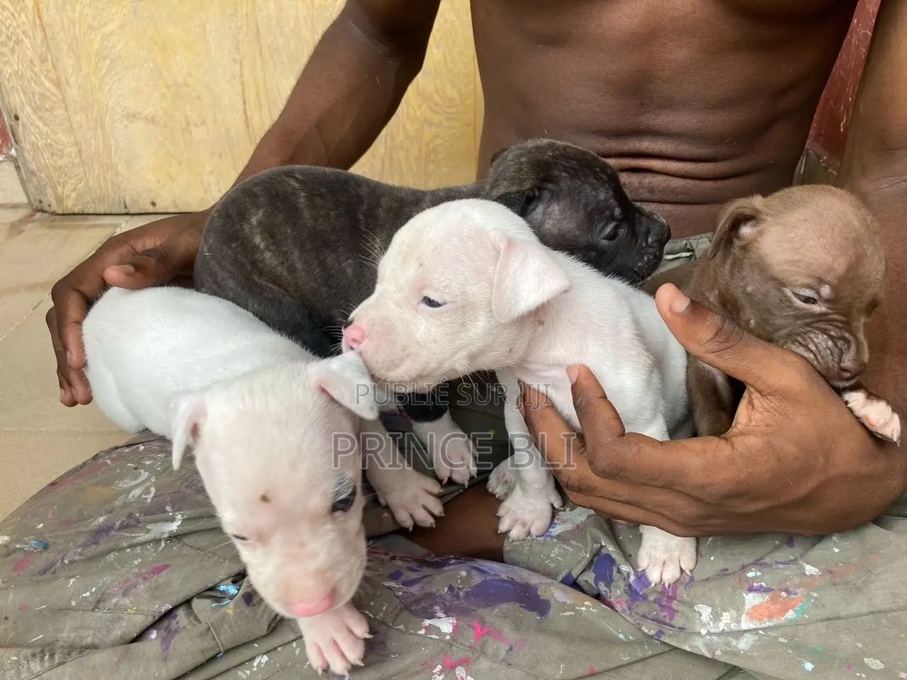 1-3 mois Homme Pure race American Pit Bull Terrier