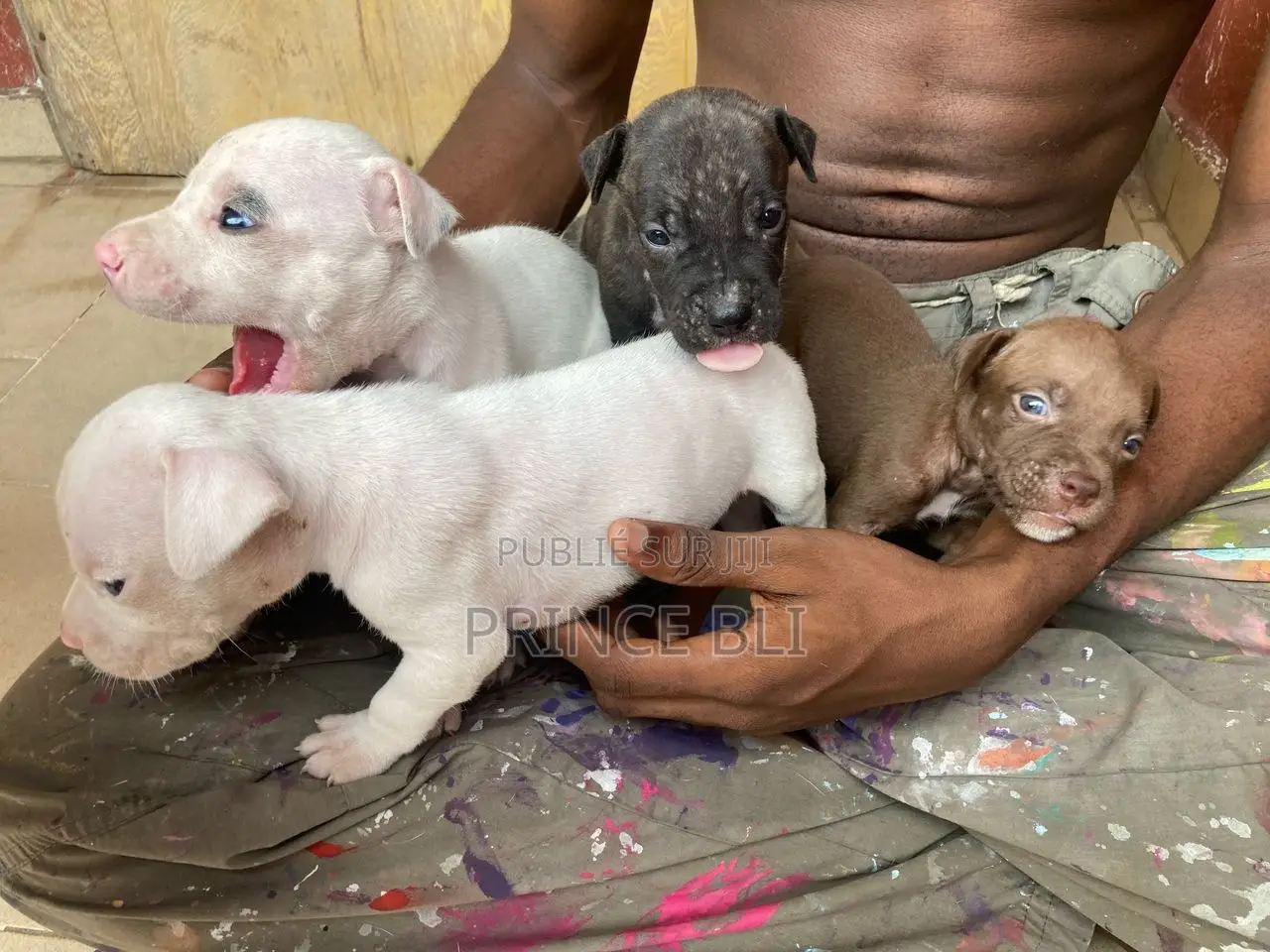 1-3 mois Homme Pure race American Pit Bull Terrier