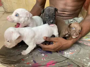 1-3 mois Homme Pure race American Pit Bull Terrier