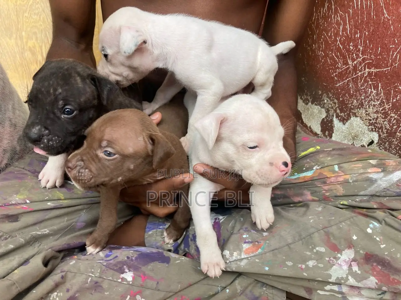 1-3 mois Homme Pure race American Pit Bull Terrier