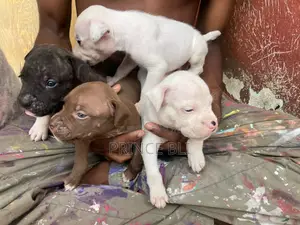 1-3 mois Homme Pure race American Pit Bull Terrier