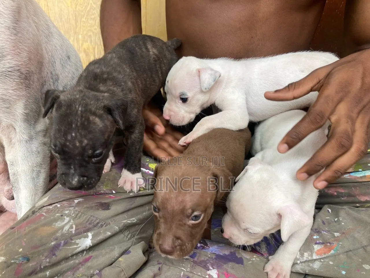 1-3 mois Homme Pure race American Pit Bull Terrier