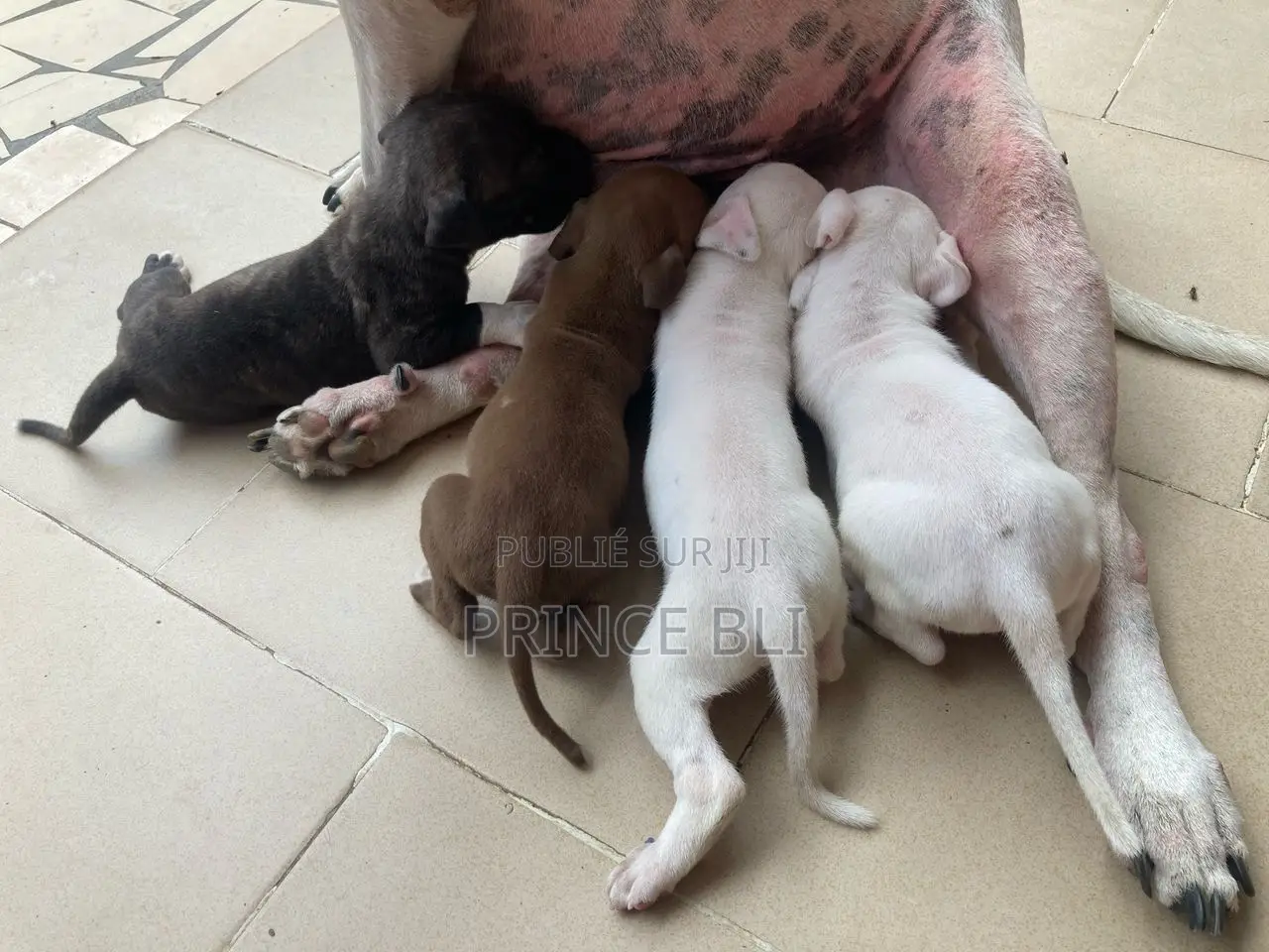 1-3 mois Homme Pure race American Pit Bull Terrier