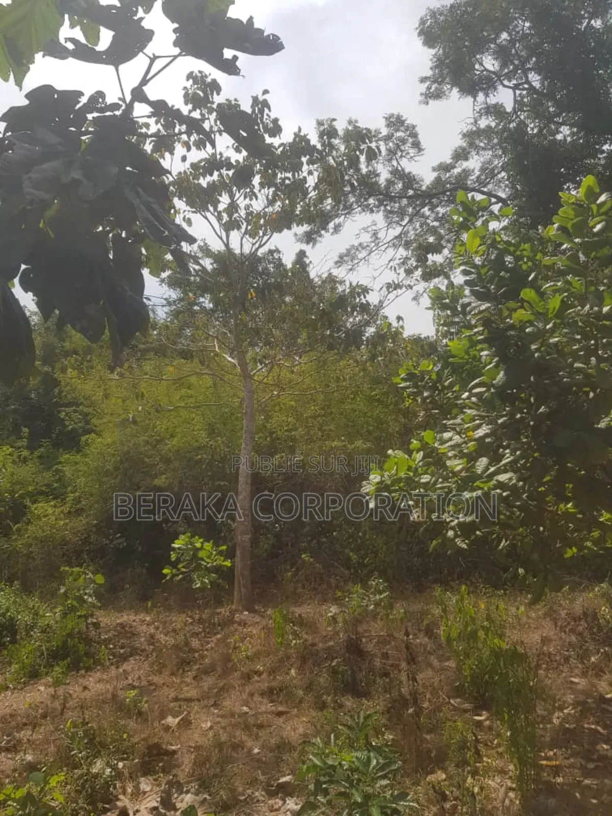 Parcelle Agricole De 27 Ha en Vente