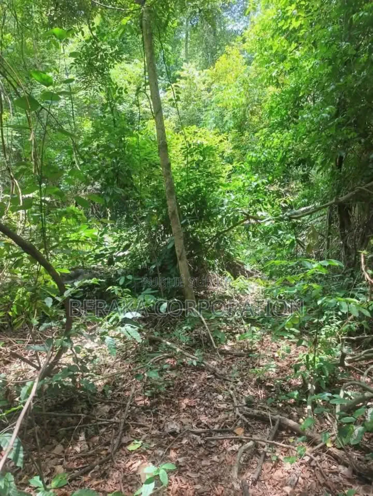 Parcelle Agricole De 27 Ha en Vente