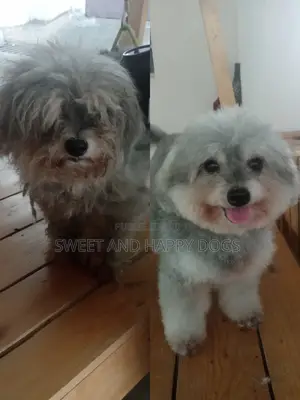 Photo - Toilettage De Qualité Pour Votre Chien Peu Importe Sa Race