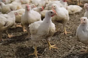 Photo - Poulet De Chair