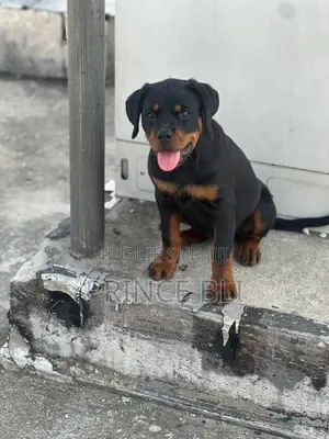 Photo - 1-3 mois Homme Pure race Rottweiler