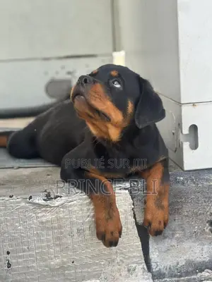 1-3 mois Homme Pure race Rottweiler