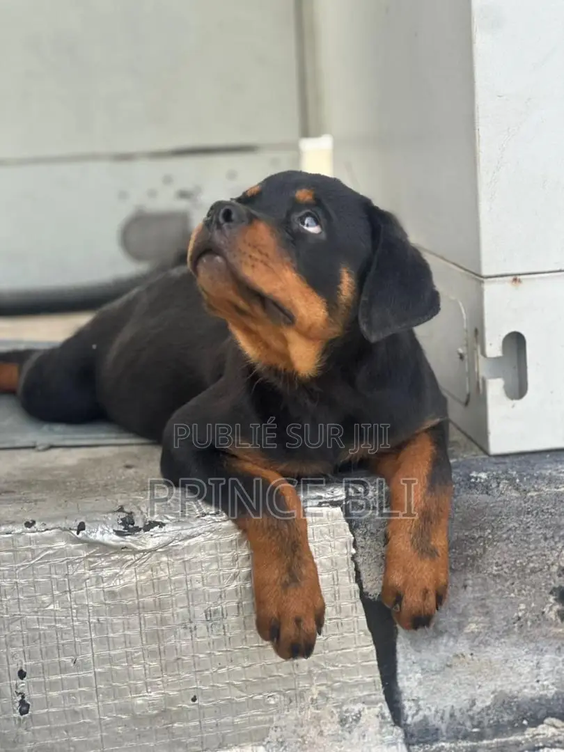 1-3 mois Homme Pure race Rottweiler