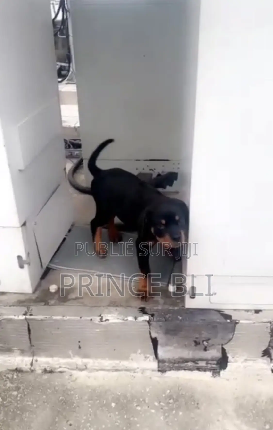 1-3 mois Homme Pure race Rottweiler