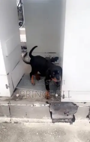 1-3 mois Homme Pure race Rottweiler