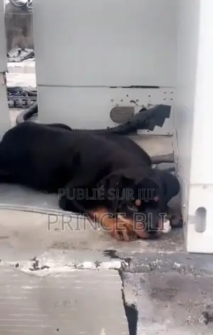 1-3 mois Homme Pure race Rottweiler