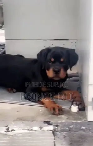 1-3 mois Homme Pure race Rottweiler