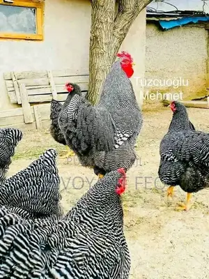 Photo - Le Panier Ivoirien