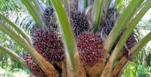Photo - Deux Plantation De Palmier a Huile en Vente
