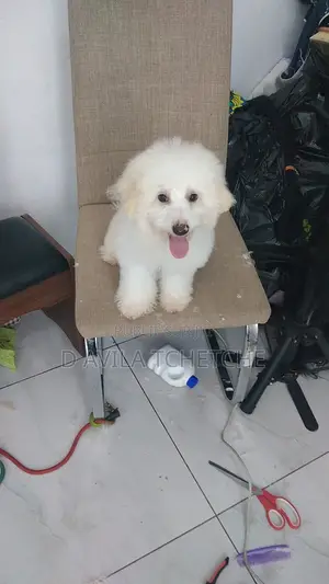 Photo - Toilettage a Domicile