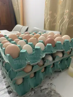 Photo - Oeuf Fécondé Disponible