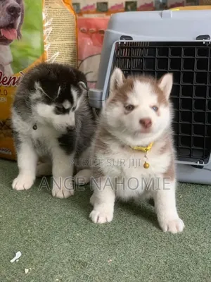 Photo - 1-3 mois Homme Pure race Siberian Husky