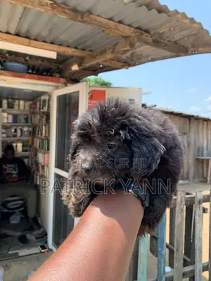 Photo - 1-3 mois Homme Pure race Bichon Frise