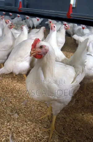 Photo - Poulet De Chair