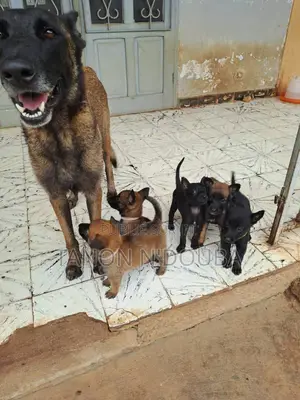 Photo - 1-3 mois Femme Pure race Belgian Malinois