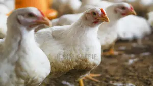 Photo - Vente De Poulet